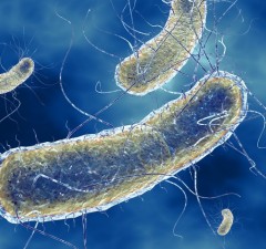 bacterie1290692809